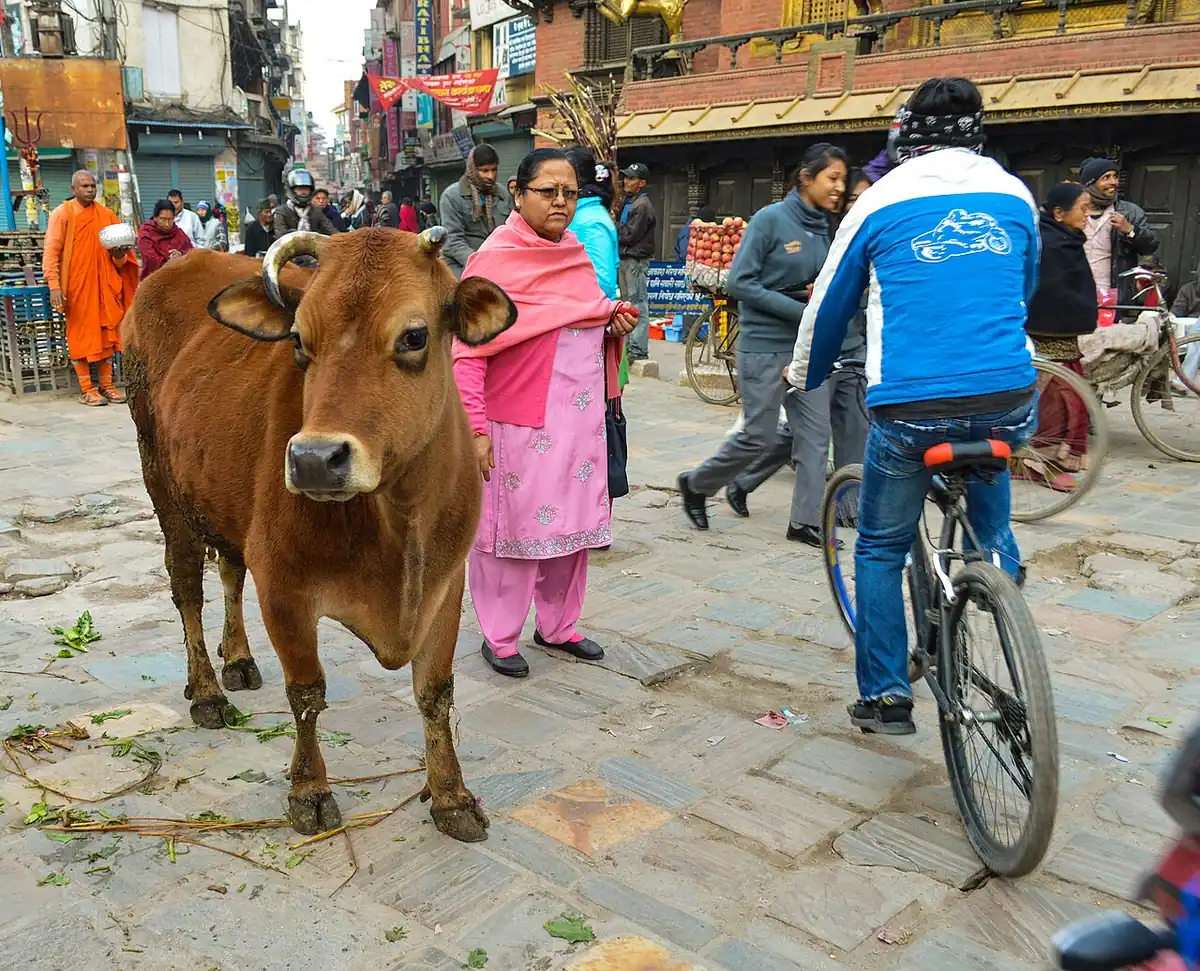 A cow standing in a busy street market in Nepal, with a cyclist and vegetable stalls behind